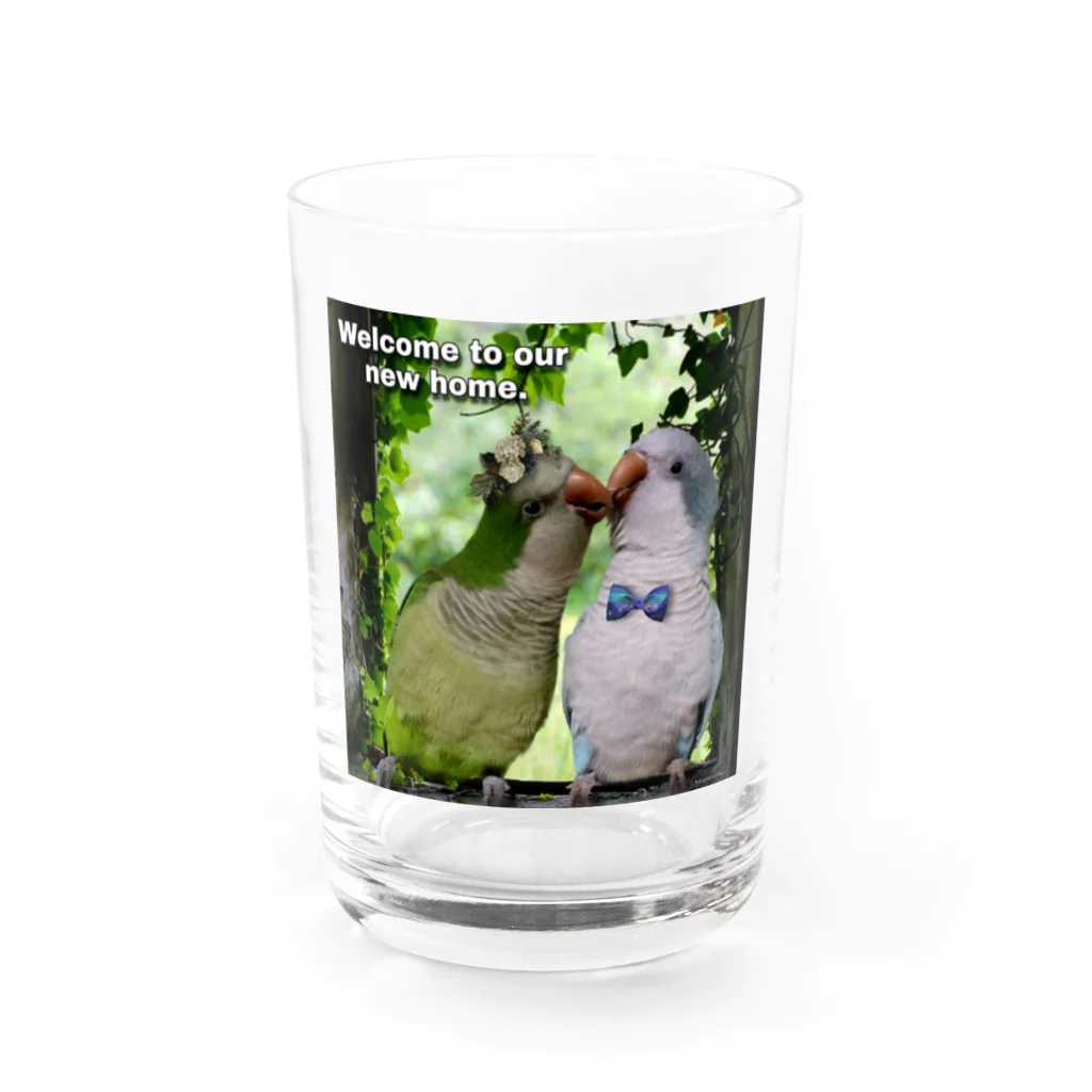 お騒がせインコストーリーのオキナインコカップルの新居 Water Glass :front