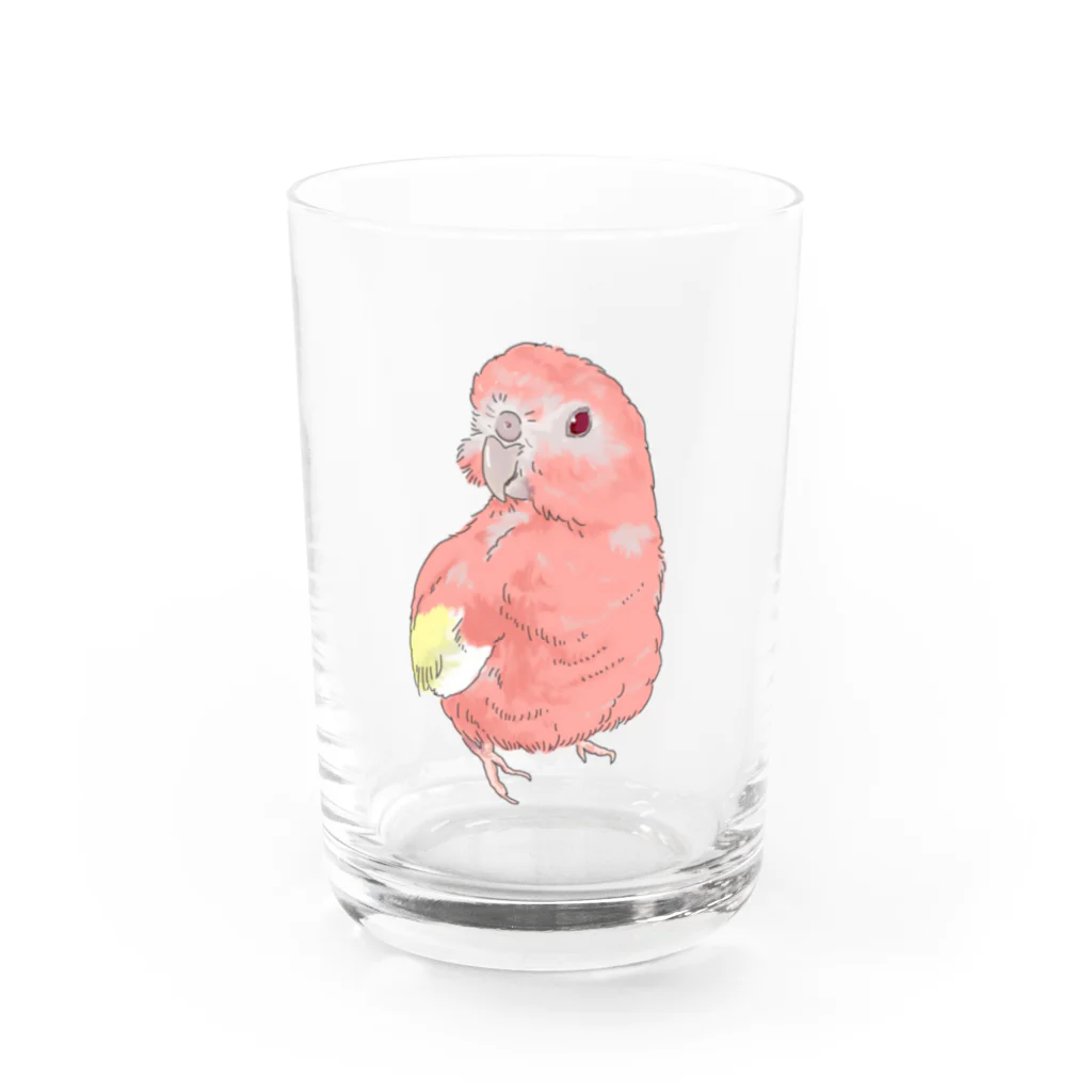 アキクサインコのチャムのアキクサインコのチャム（ドヤ） Water Glass :front