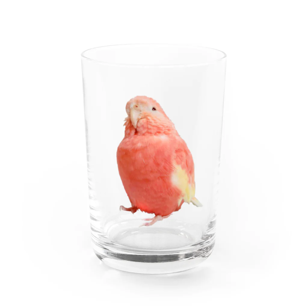 アキクサインコのチャムのアキクサインコのチャム（実写うふ顔） Water Glass :front