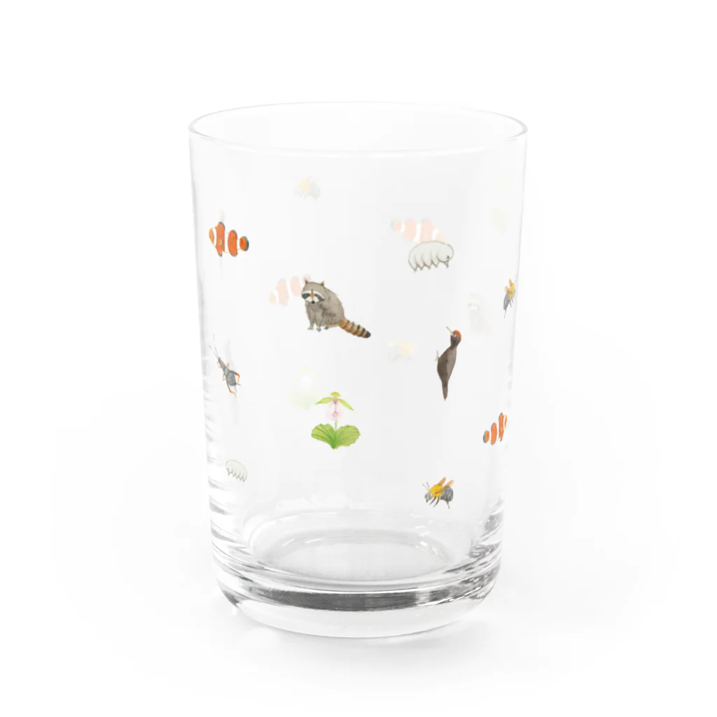 ミナミアスカの共通点はな~んだ？（クマ） Water Glass :front