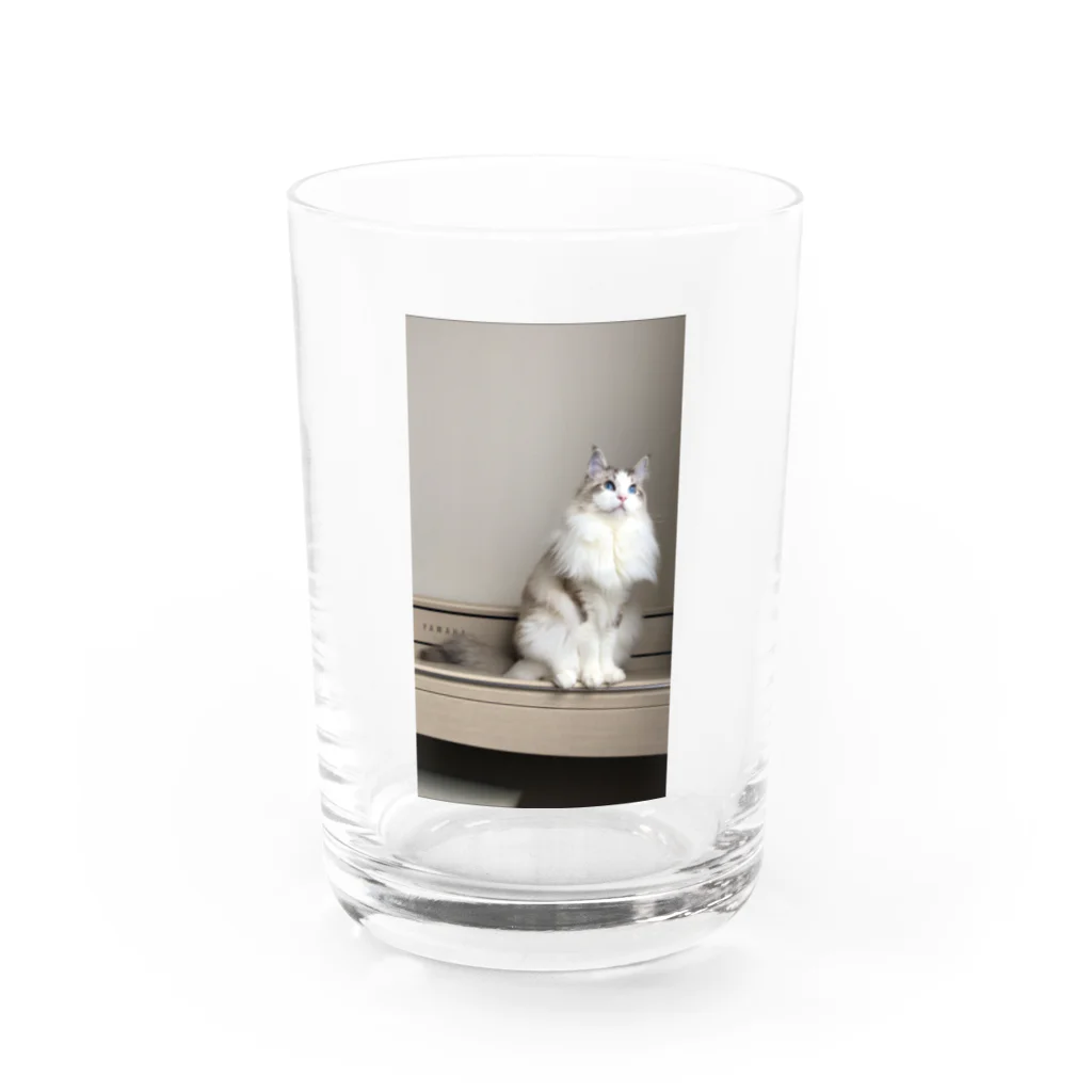 こむぎSHOPのピアノの上のこむぎ Water Glass :front