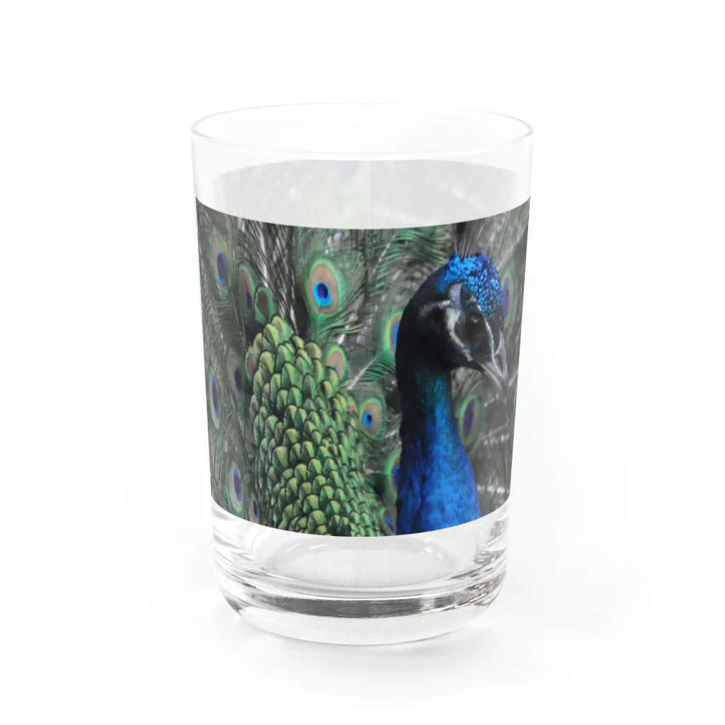 (羊虎魂)の孔雀・2 Water Glass :front