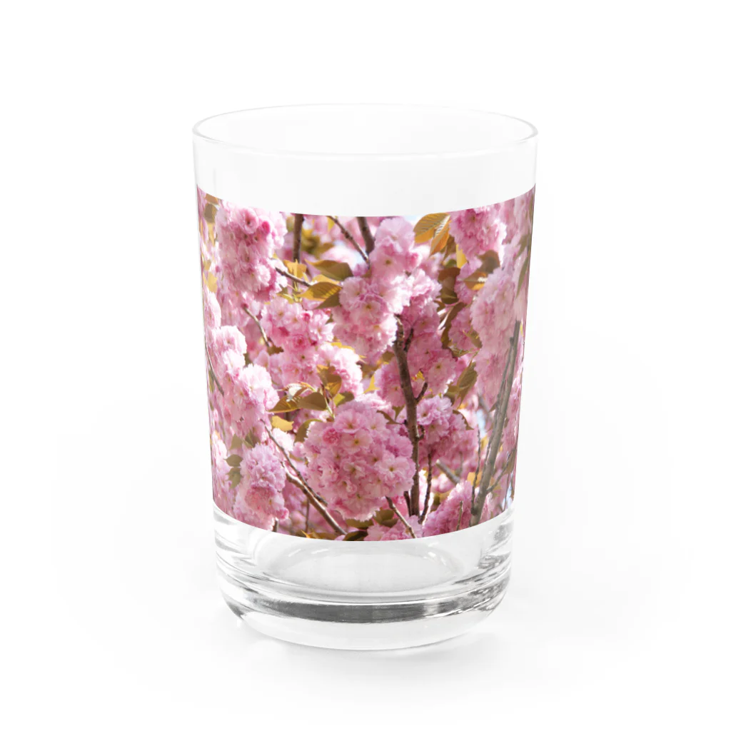 Jodlerin Sakura Kitagawa und die Edelweißmusikantenの八重さくら　１ Water Glass :front