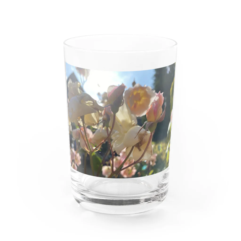 まの間の薔薇・陽光 Water Glass :front