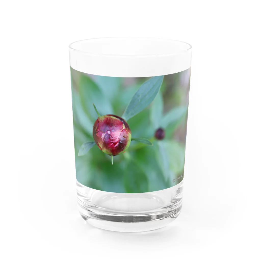 Aiko Nakanoの芍薬？ Water Glass :front