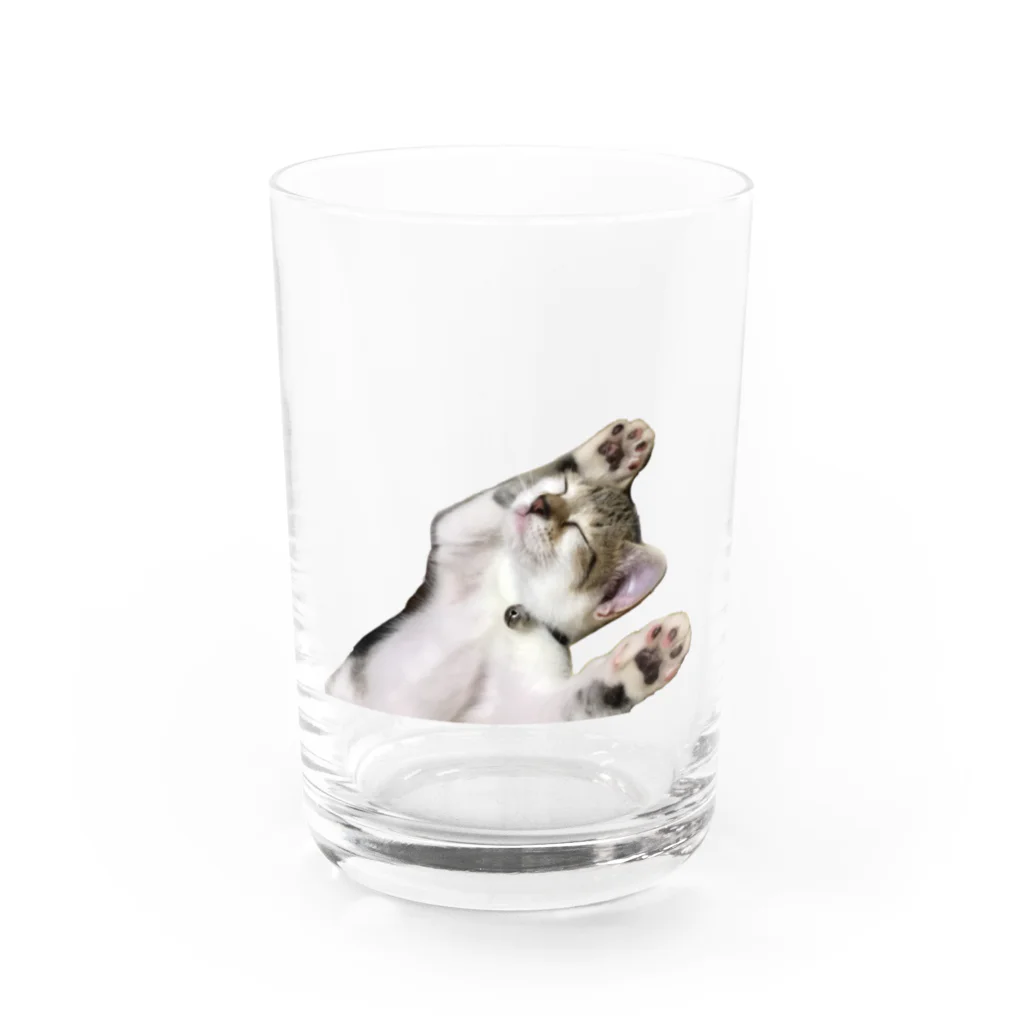 TAKA SHOPの無防備な猫 グラス前面