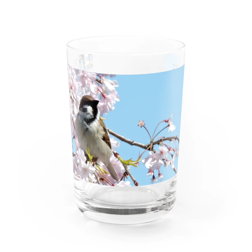 CHICHI&CAMERAのスズメ Water Glass :front