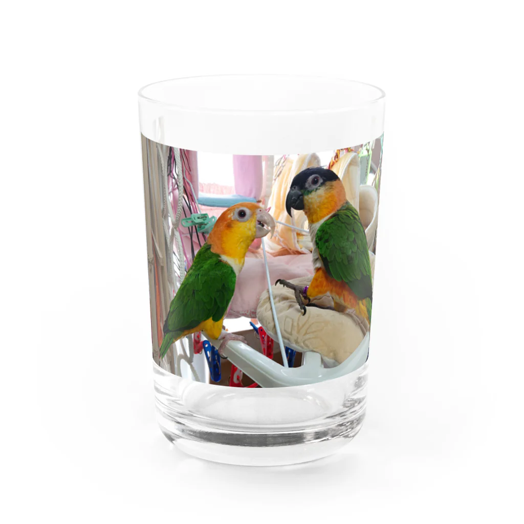 ピッチョコ倶楽部「momo＆kiraku」のシロハラとズグロ Water Glass :front