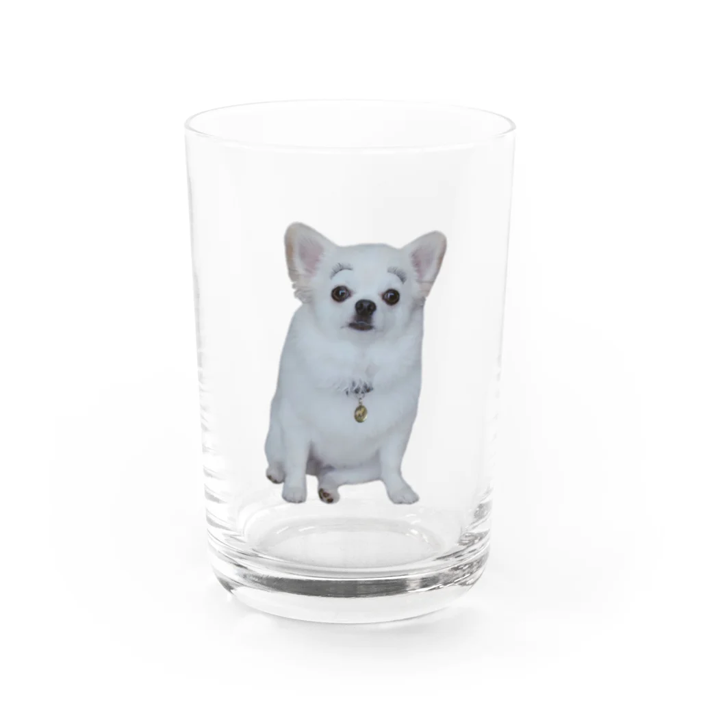 しまのまゆげこむぎこ Water Glass :front