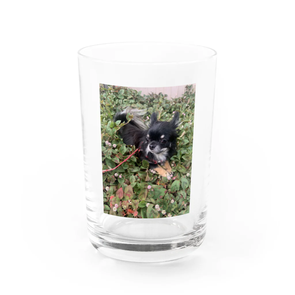 05colloncollon06のコロン3 Water Glass :front