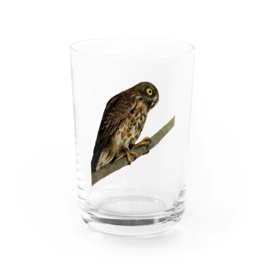 Chiikkaha(ちー）のChiikkaha  色鉛筆画 野鳥 アオバズク Water Glass :front