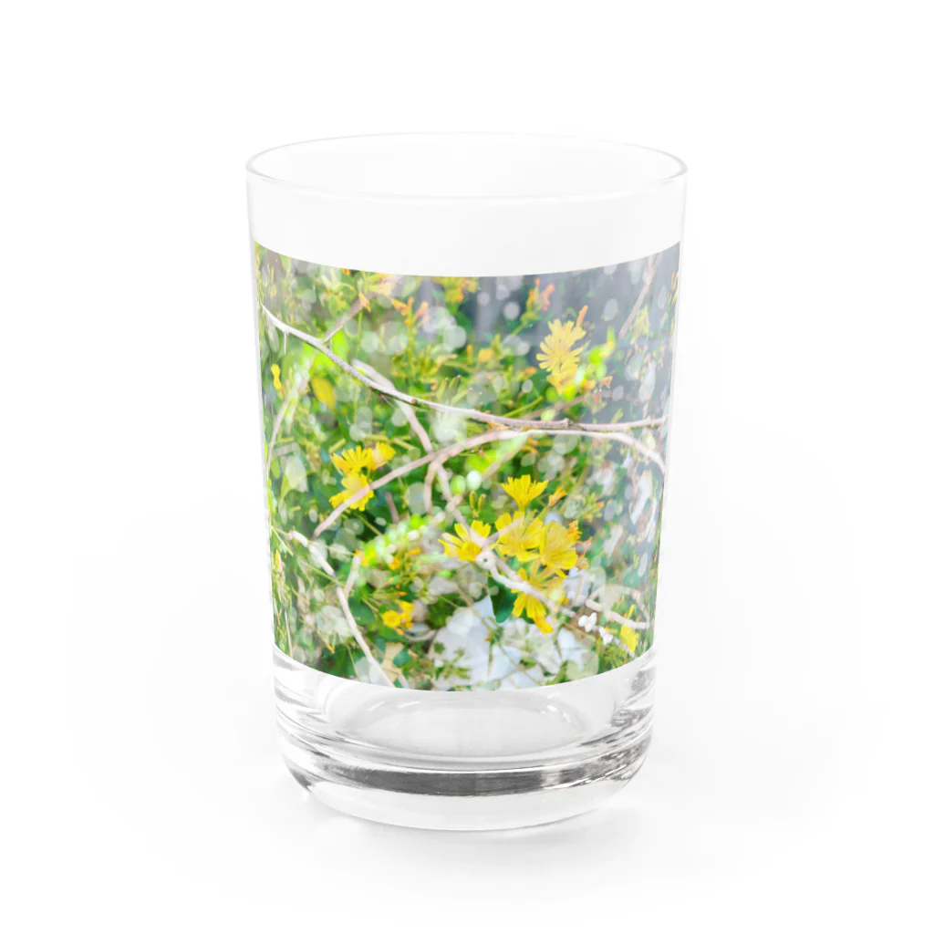 Miku Kafuu ArtsのMikuカフーアーツ【庭でまどろむ】シリーズ🌼 Water Glass :front