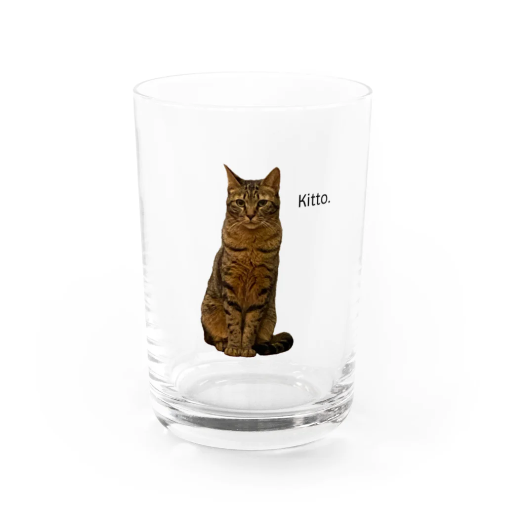 猫カフェ ぶぅたんグッズショップのおすましキトくん グラス前面