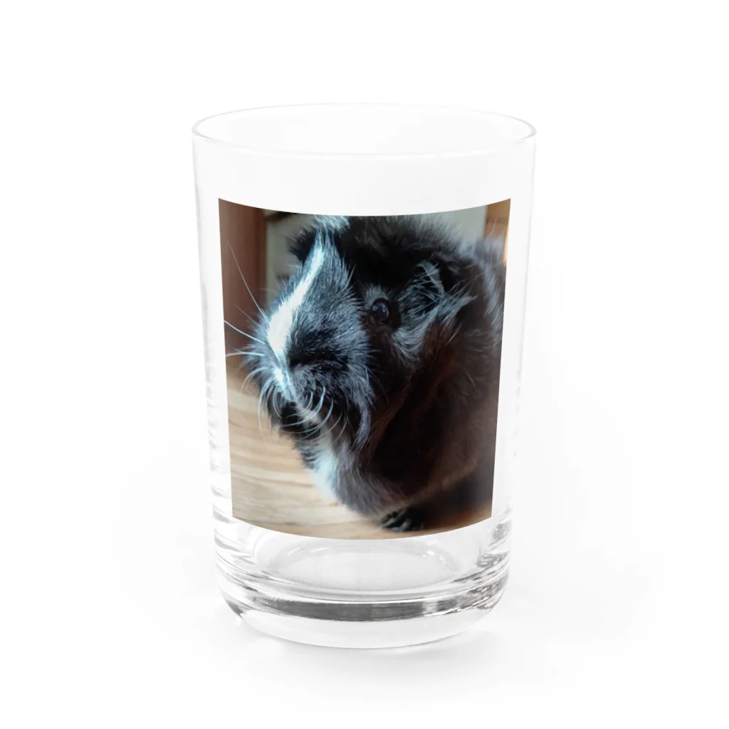 しま　とらきちのこゆたん Water Glass :front