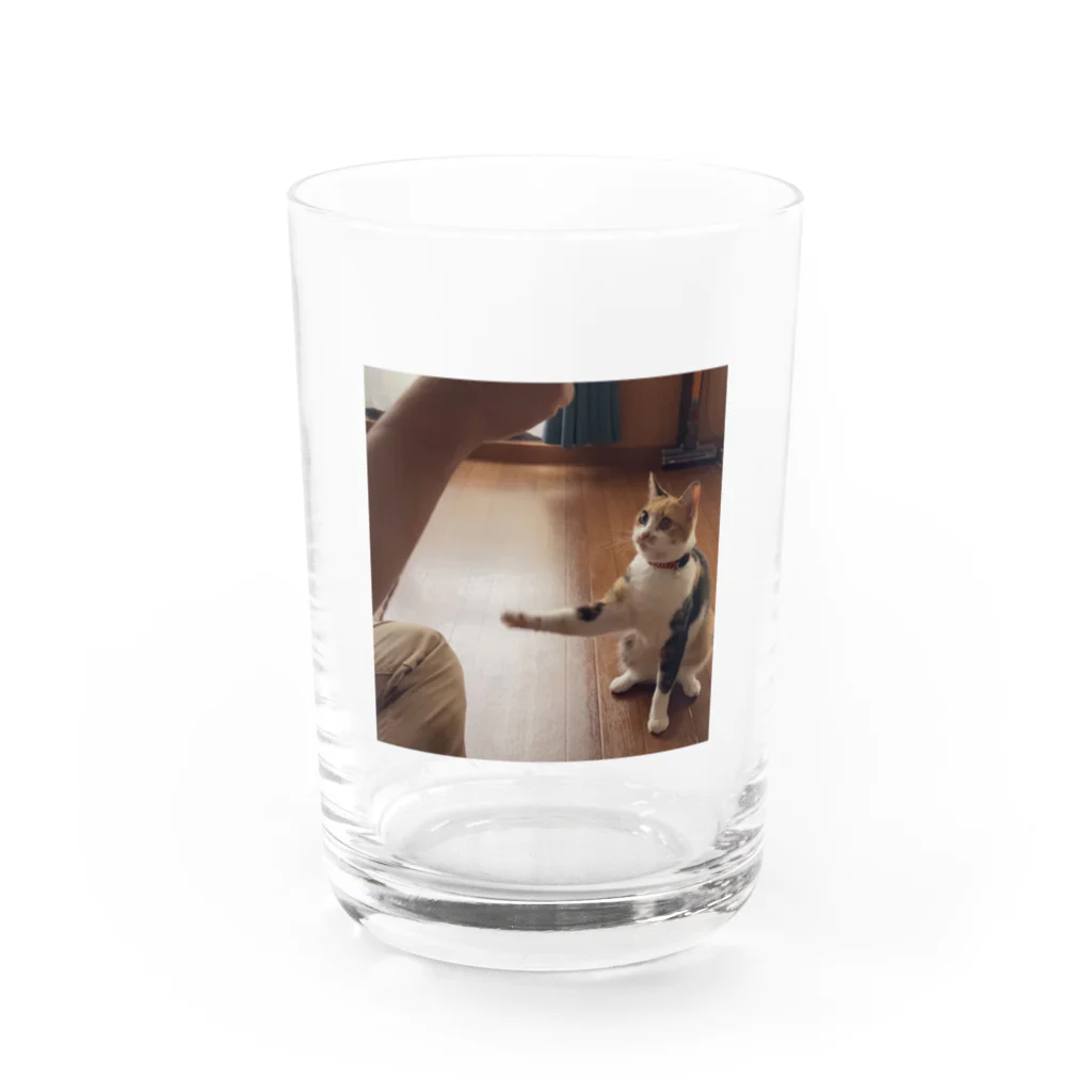 足長三毛猫マンチカンのたまのおてたま Water Glass :front