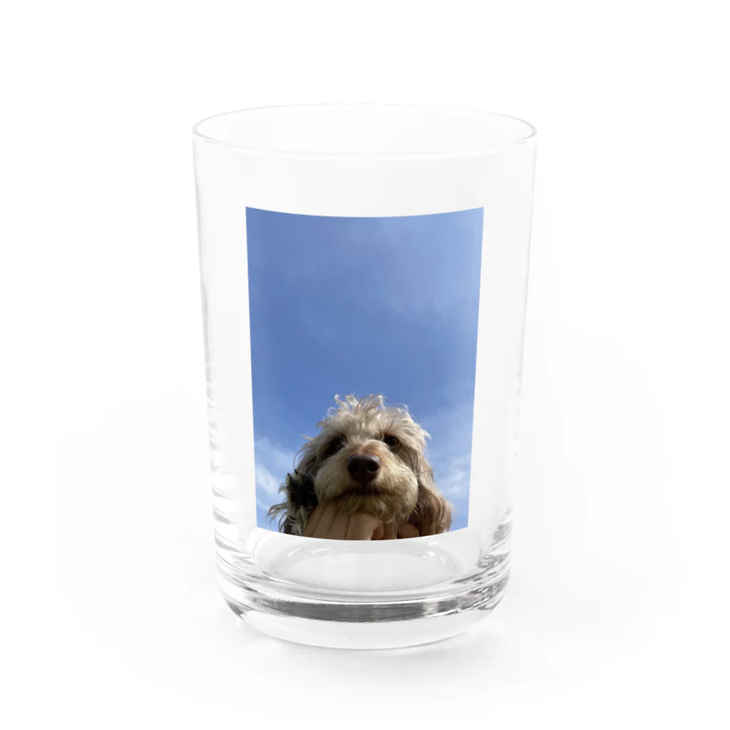 bearchan58の青空犬 Water Glass :front