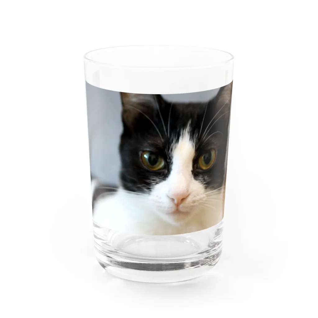 キティの目ヂカラ強めのハチワレ美人 Water Glass :front