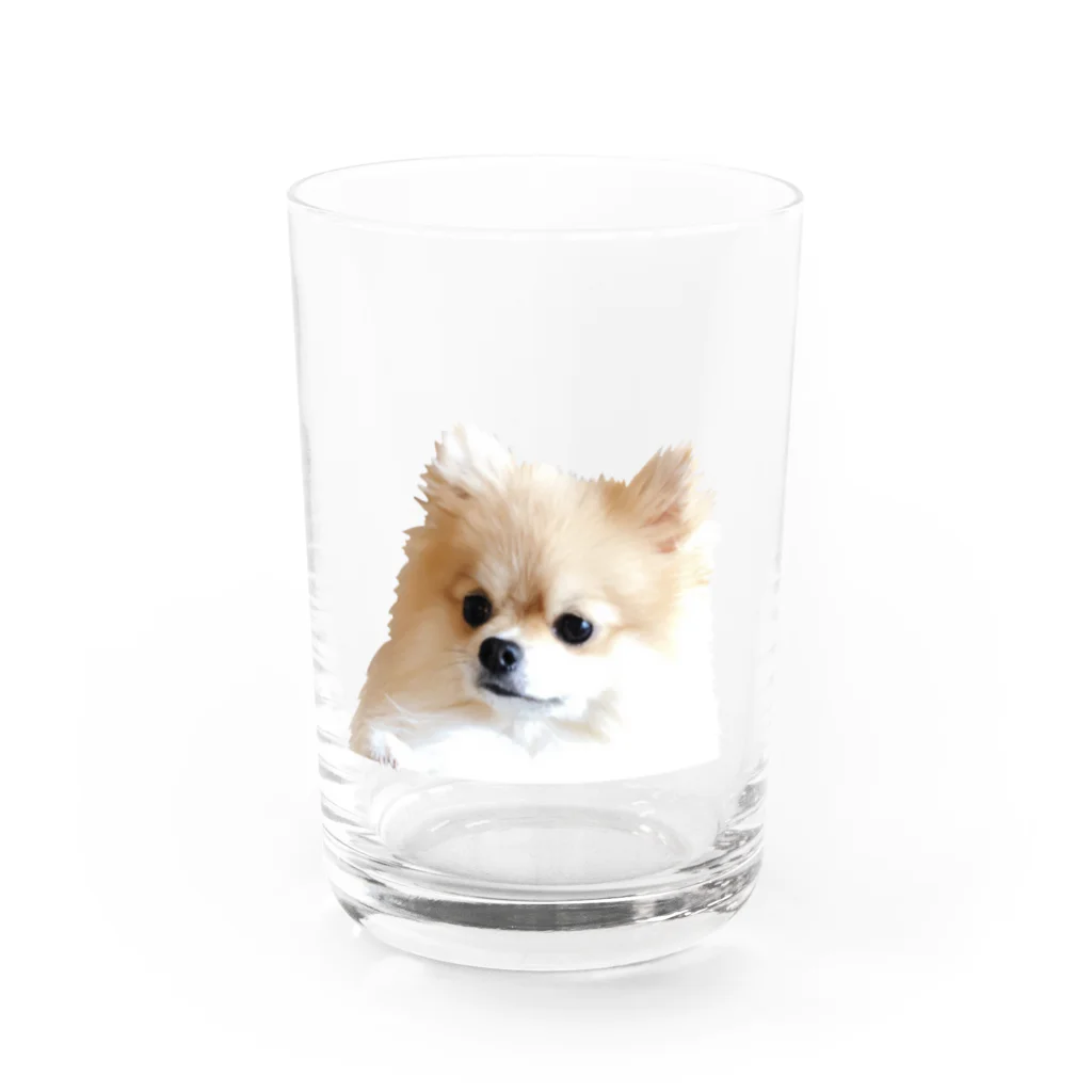 ポメラニアン グッズ unimofu pomeranianのポメラニアン ひょっこりunimofu hyokkori Water Glass :front