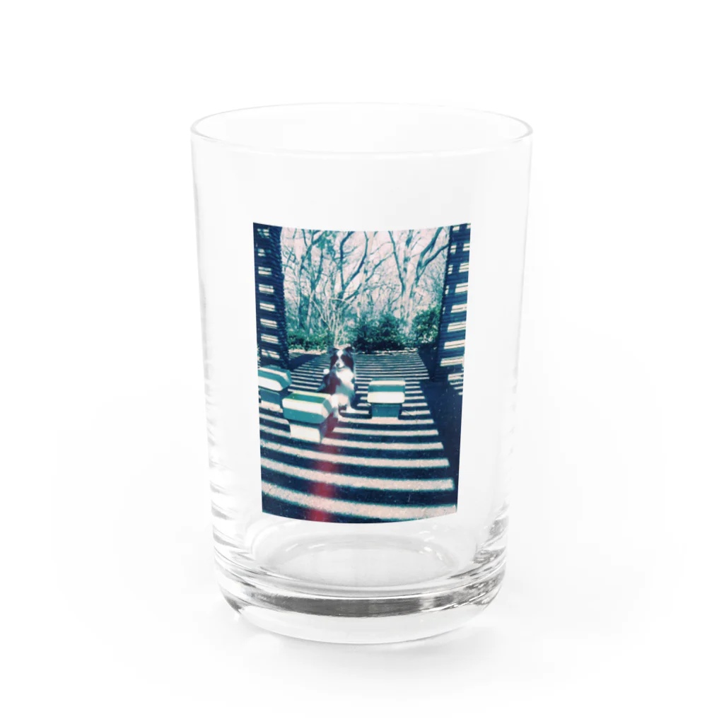 ムンムのボーダーなボーダーコリー Water Glass :front
