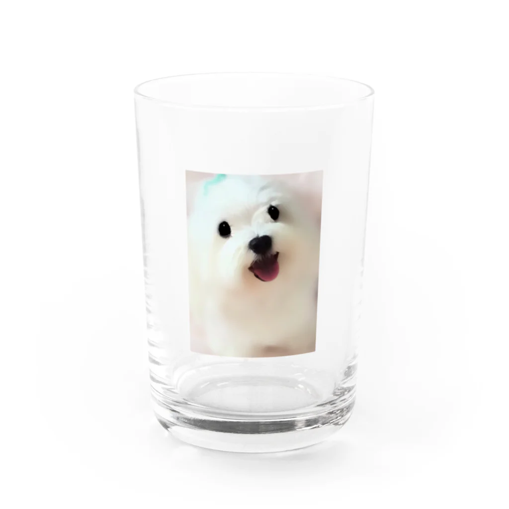 白い妖精の銀ちゃん Water Glass :front