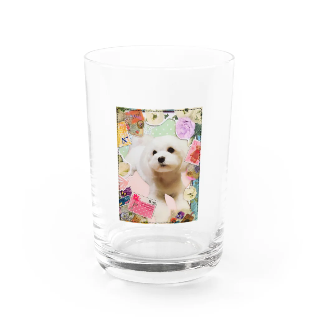 白い妖精のうちの子マルチーズコラージュ Water Glass :front