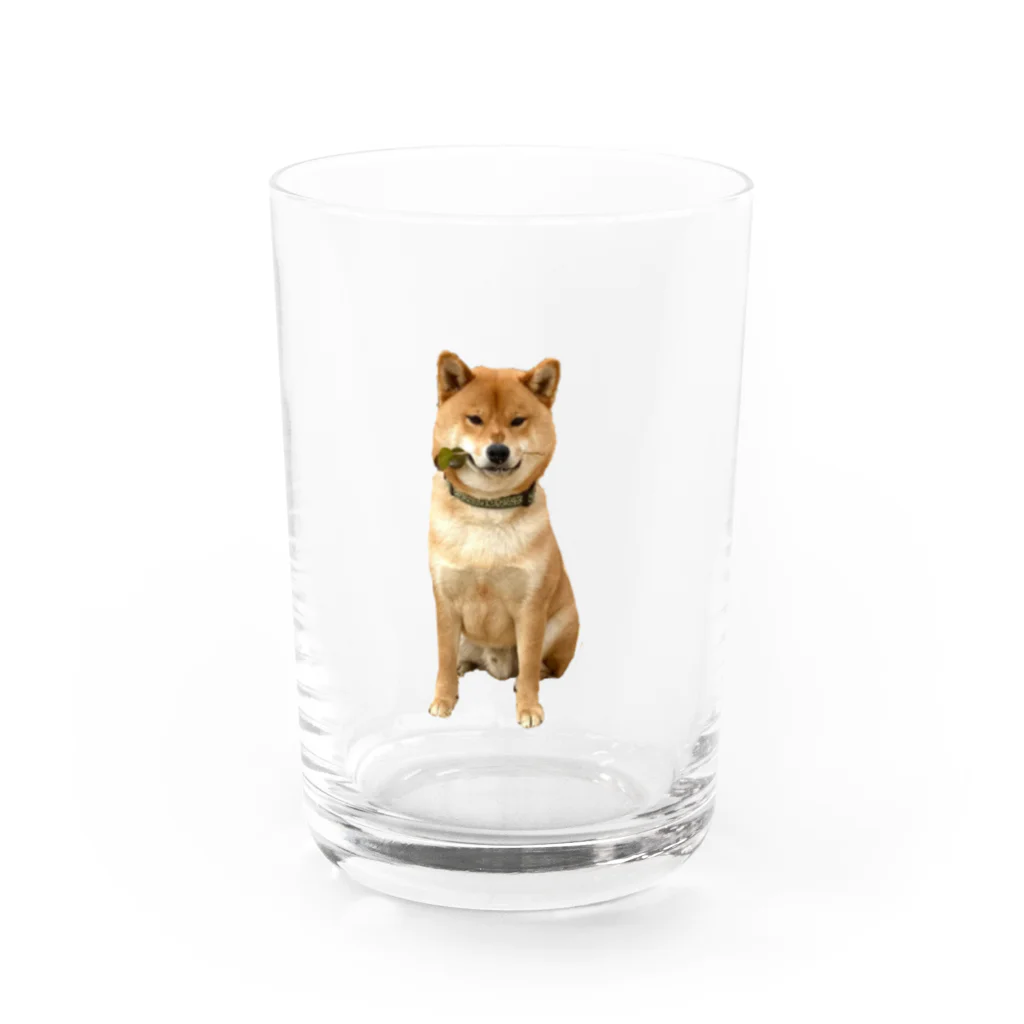 ちゃちゃまるの茶々丸グッズ Water Glass :front