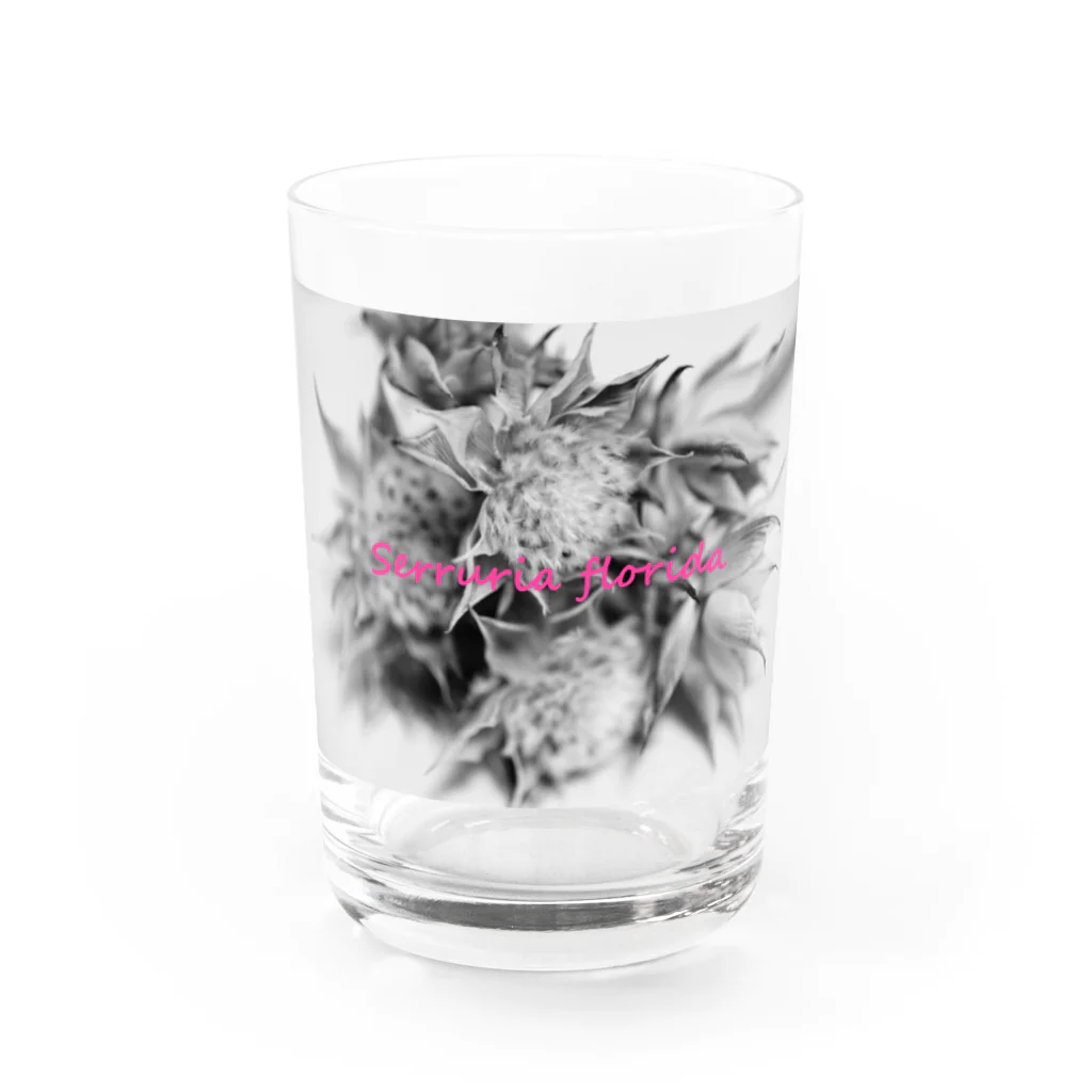 photo-kiokuのセルリア Water Glass :front