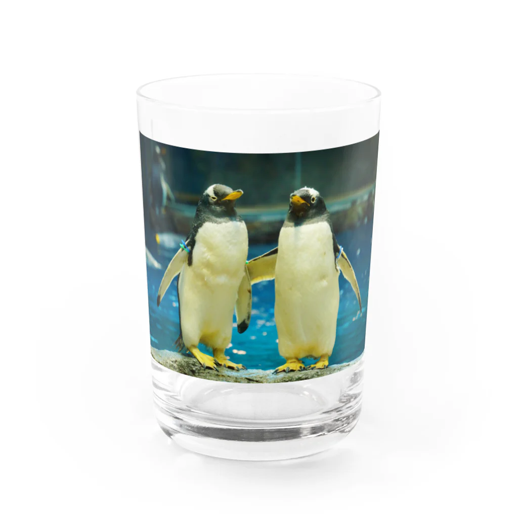 ペンギンの写真のジェンツーペンギン　写真　リアル　仲良し Water Glass :front