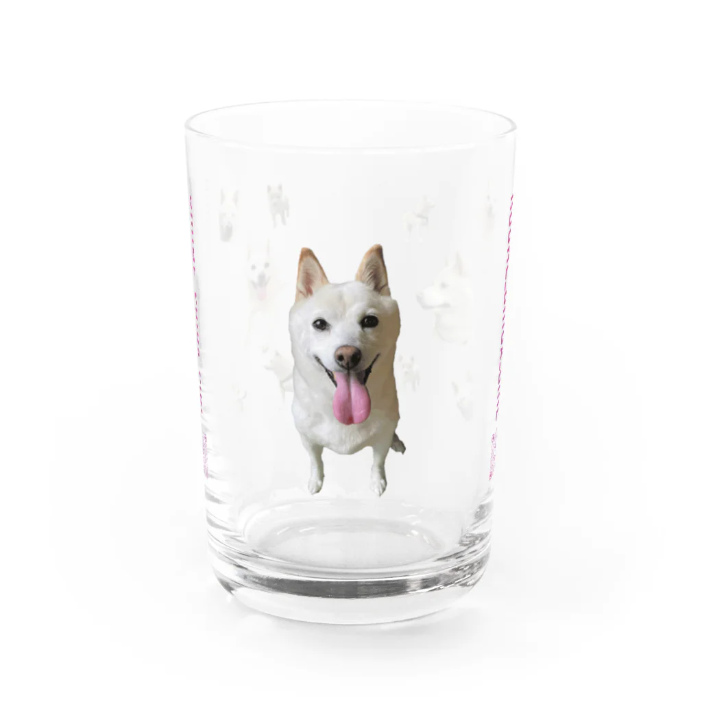 白柴犬 小梅の小梅っちで飲む(QRアリ) Water Glass :front