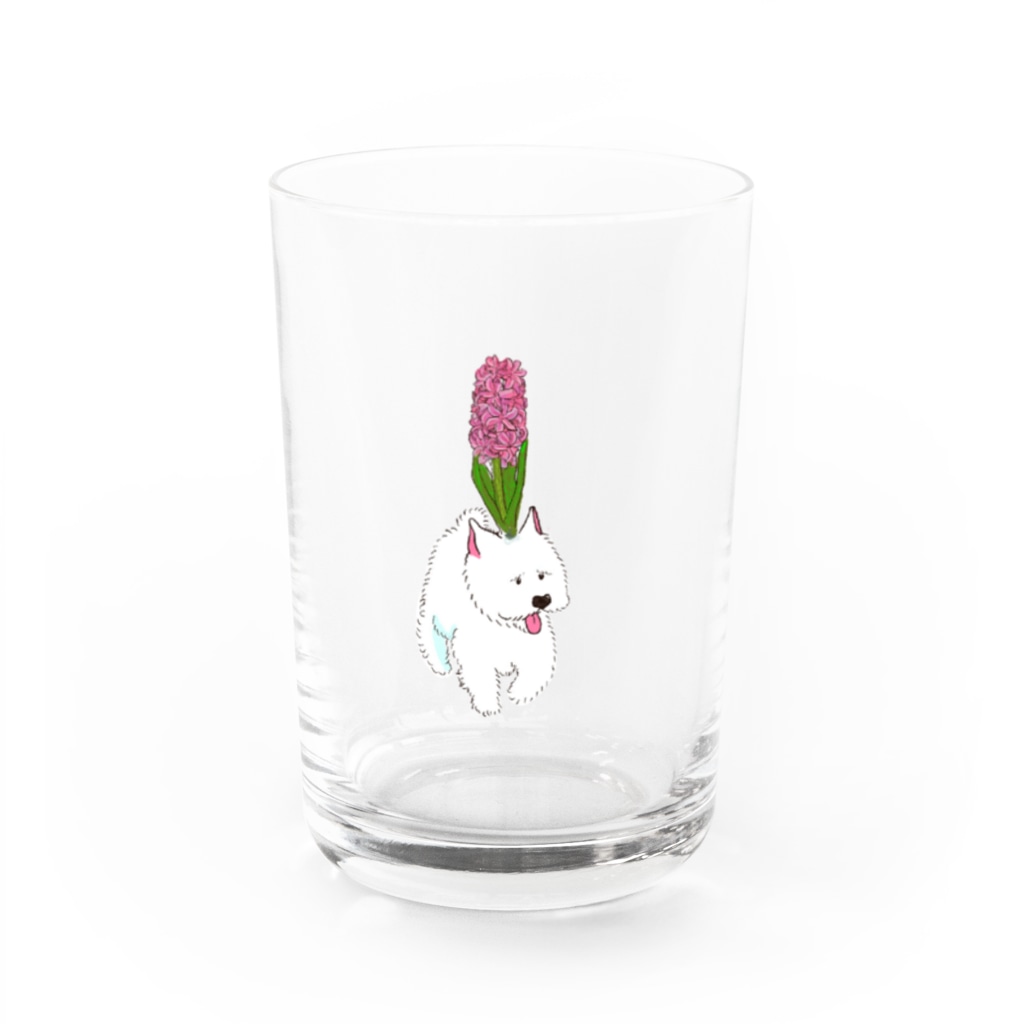ときめきの源のウェスティーにヒヤシンス Water Glass :front