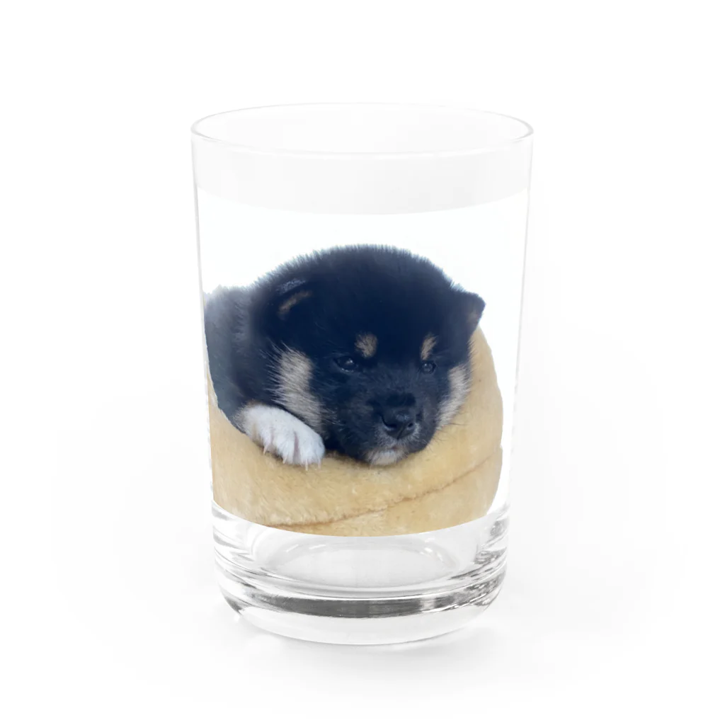 小豆のこまめくん Water Glass :front