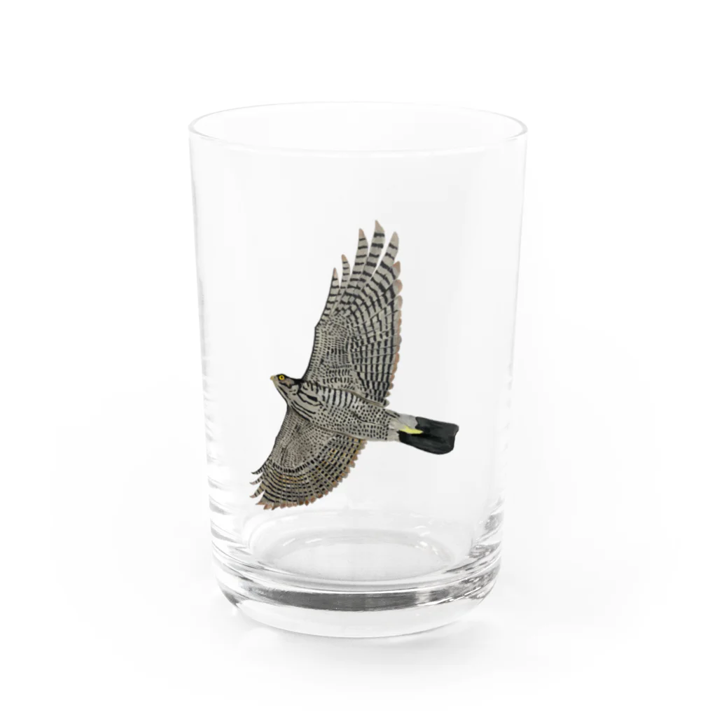 Coshi-Mild-Wildの🪶猛禽類　ツミ　🦅 だぞっ‼️ Water Glass :front