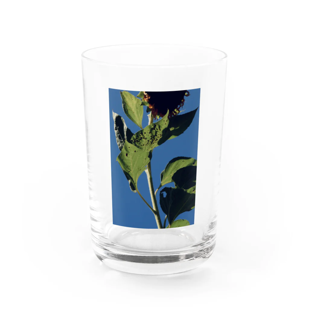 はやしの真夏 Water Glass :front