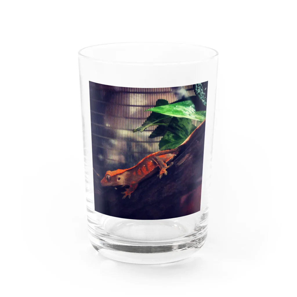 ミギーの家族紹介の紅葉ちゃん Water Glass :front