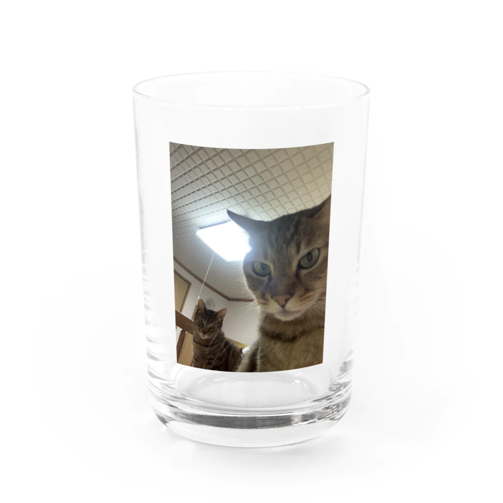 ピースです🍼の猫の自撮り風写真 グラス前面