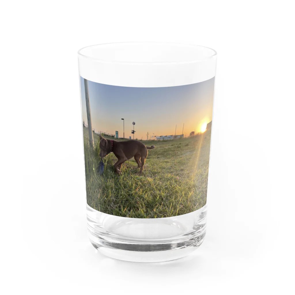 lucyのアメリカンピットブルテリア Water Glass :front