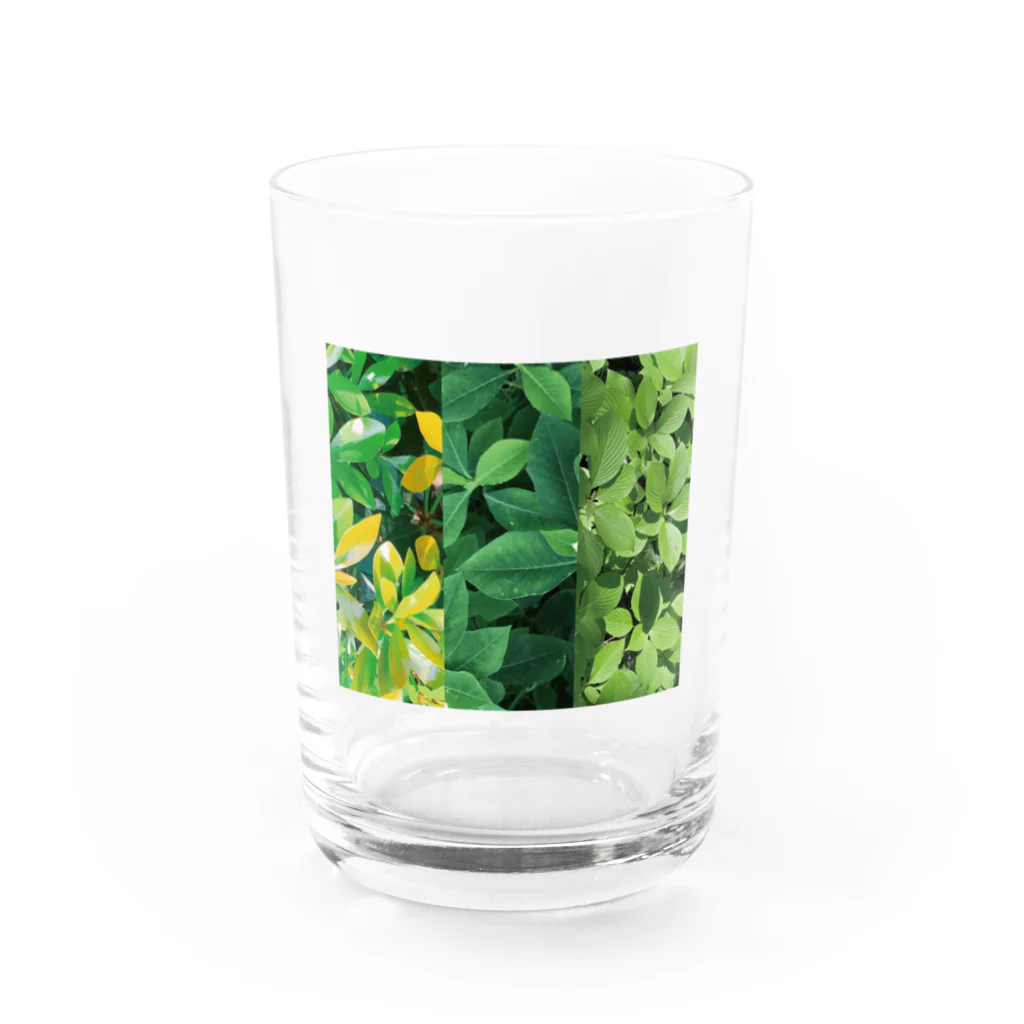採色図鑑の#leaf_002 Water Glass :front