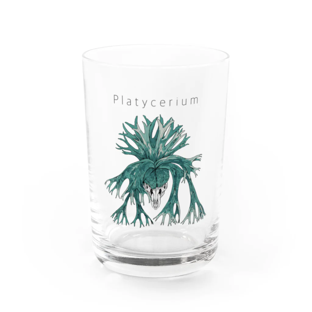 Pot.のビカクシダ・ターコイズ Water Glass :front