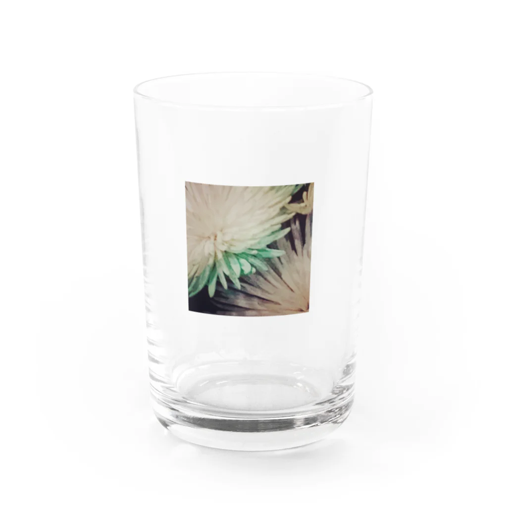 大眠家-ﾀｲﾐﾝｹ-のキクの花 Water Glass :front