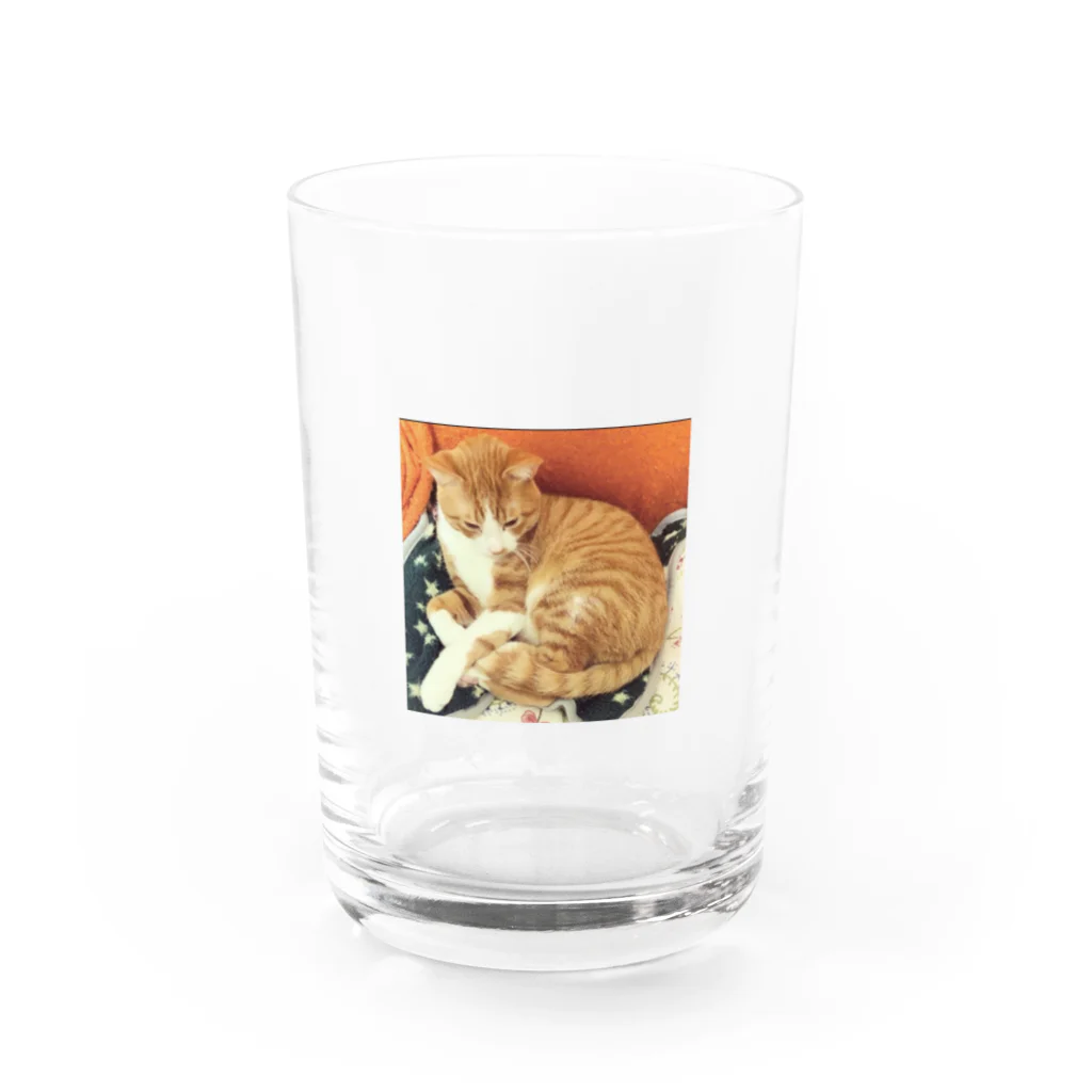 cのまるっとねこリンツ Water Glass :front