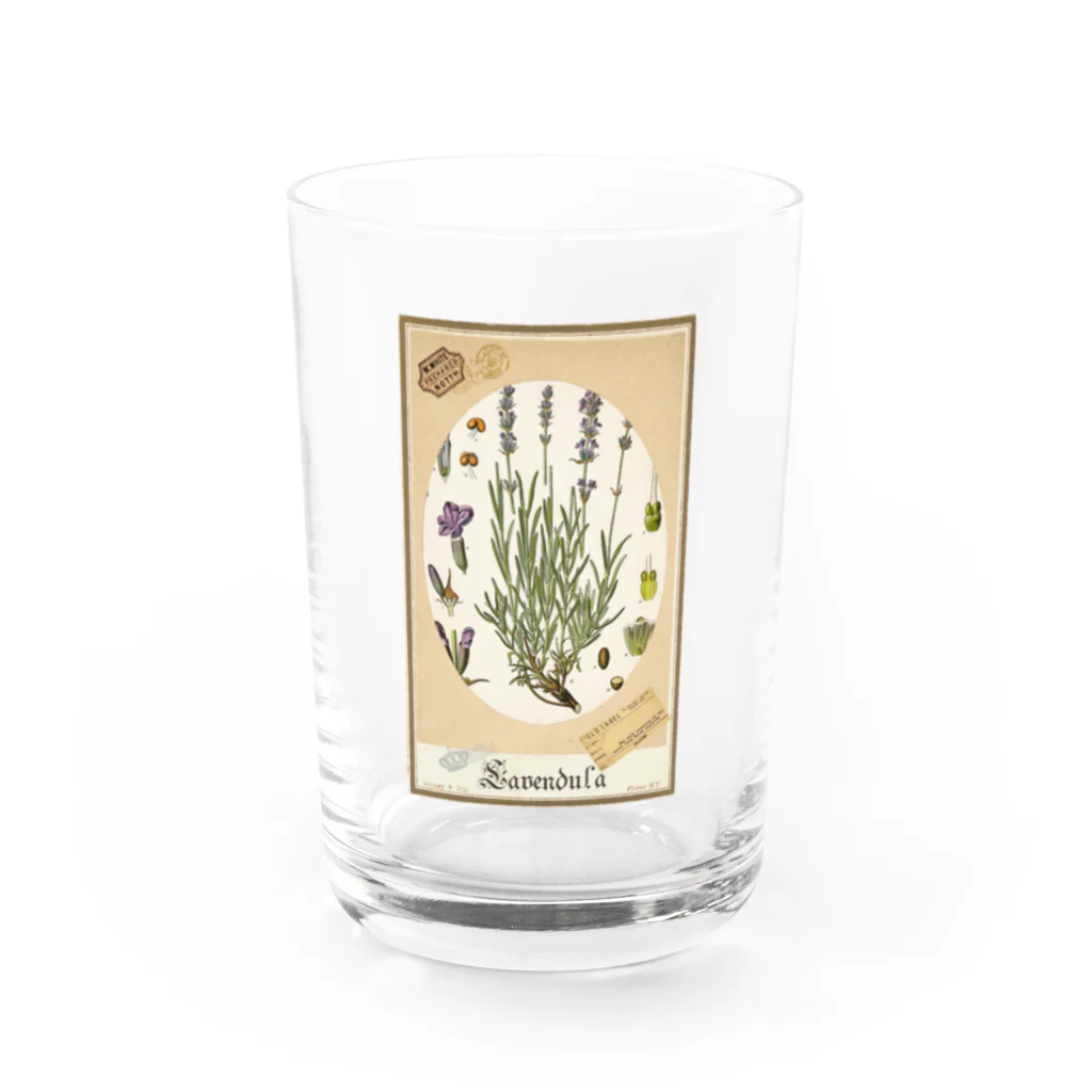 海賊猫 cocoのLavendula🎀Lavender『ラベンダーの標本帖』🎀 Donation Items for cats Water Glass :front