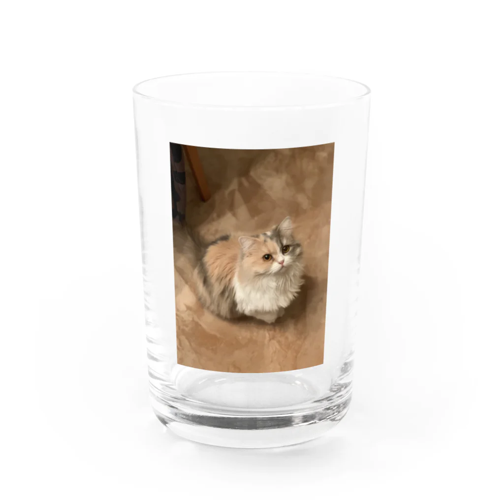 ぺーくんとイソコちゃんのかわいいたぬき Water Glass :front