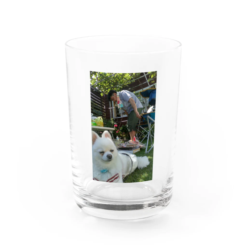 ポメラニアンのつんちゃんとニューフェイスりんちゃんのひげじろうの夏withつんちゃん Water Glass :front