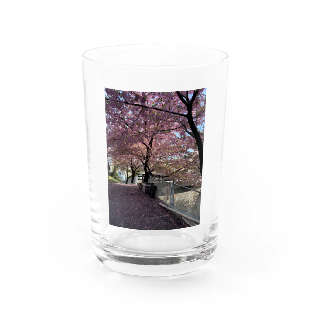 慶の桜の季節 Water Glass :front