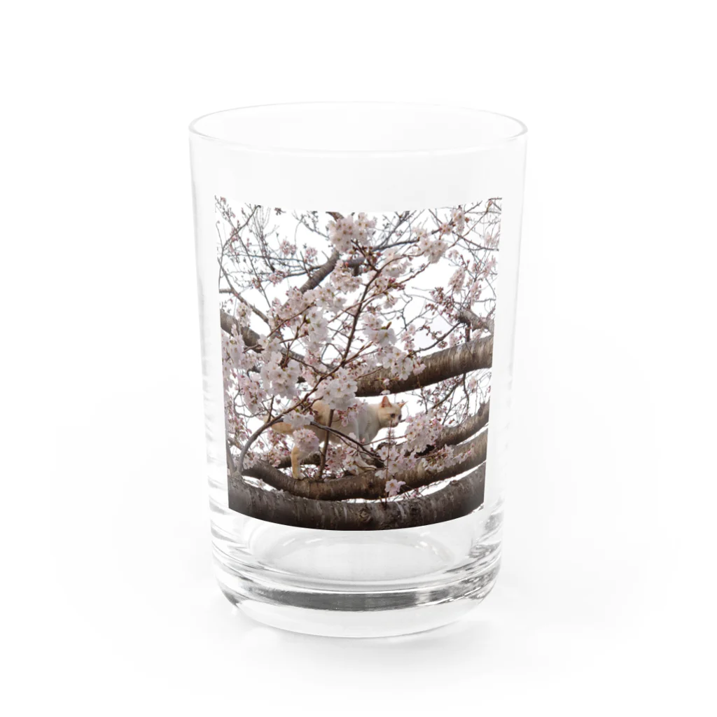 photo-foxの桜と猫 Water Glass :front