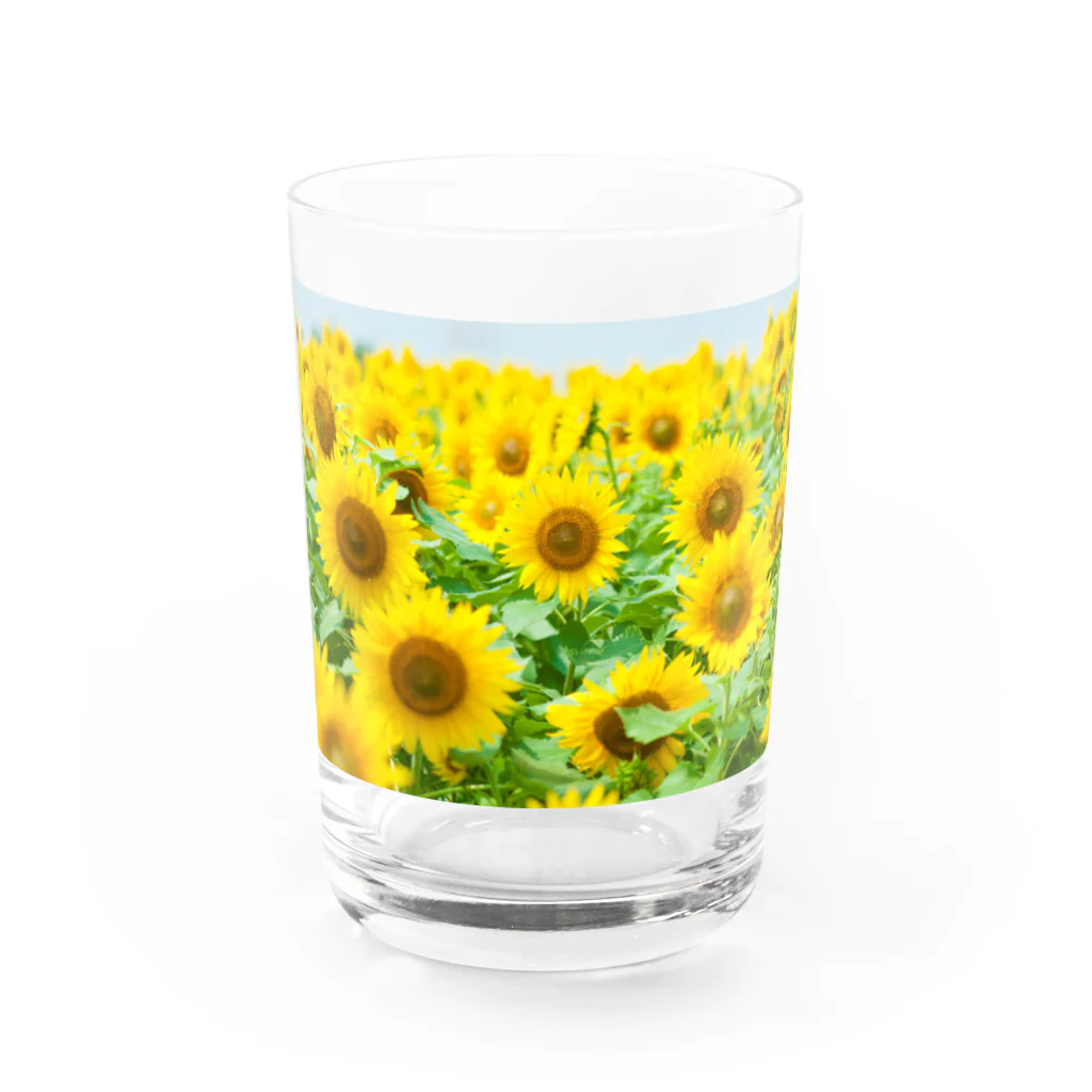 orange_honeyのひまわり2 Water Glass :front