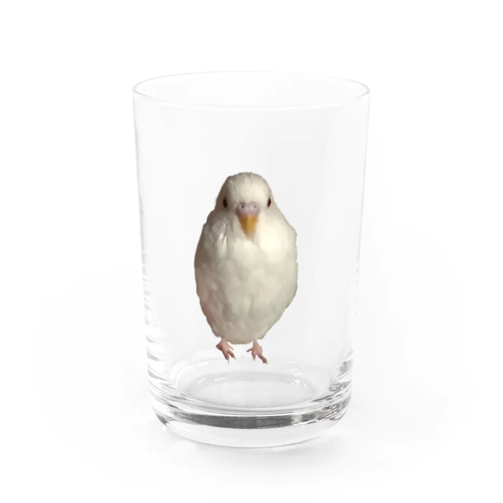 山田太郎のセキセイインコくん Water Glass :front