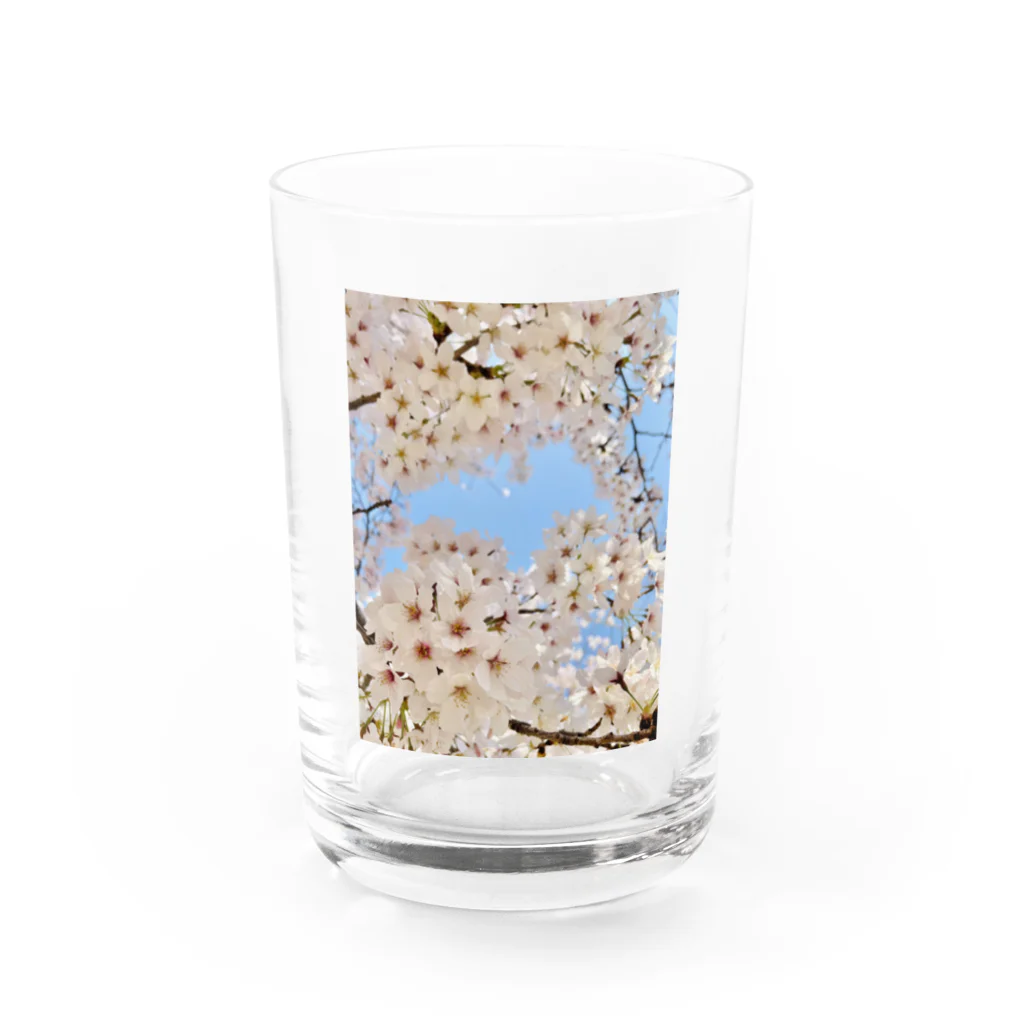 Sunshine and Skyのさくら桜 Water Glass :front