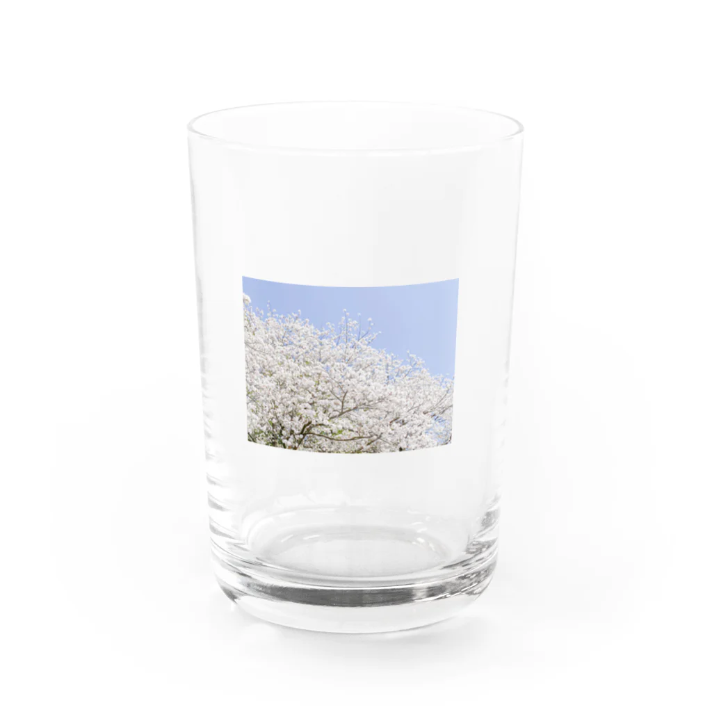 EMMAの桜 Water Glass :front