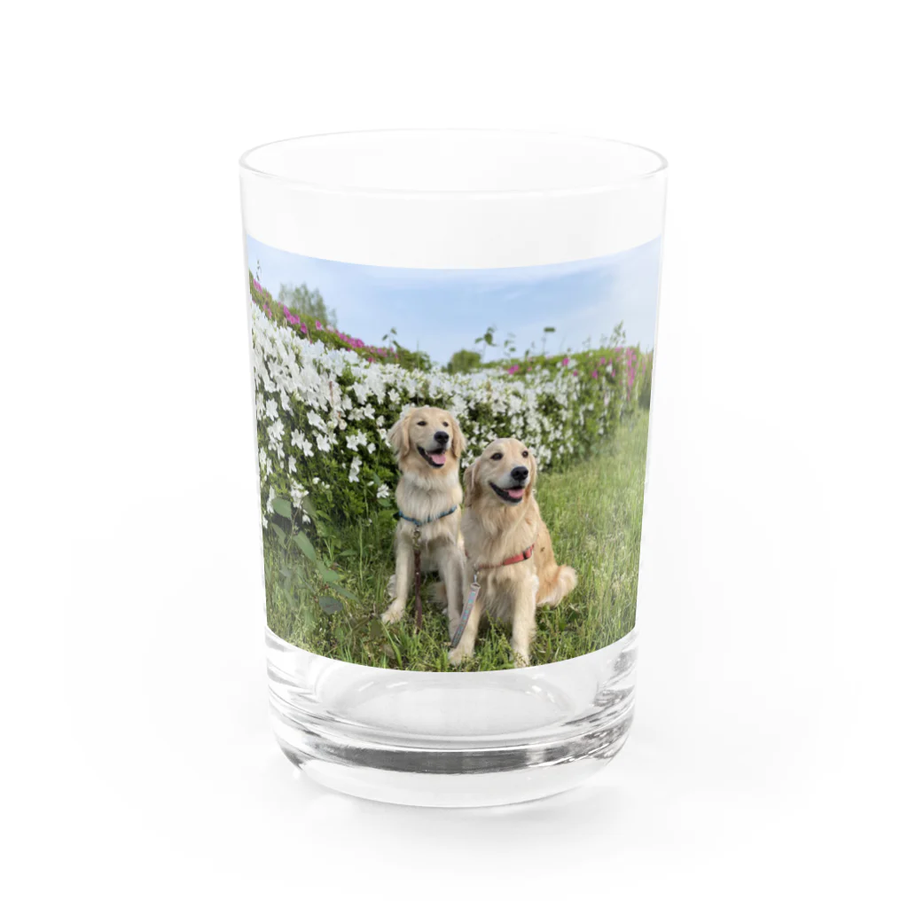 Golden Retriever Sarah&TaroのGolden Retriever Sarah&Taro Water Glass :front